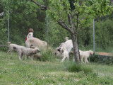 Chiots  Kangal (Berger d'Anatolie) LOF disponibles