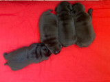Jolis chiots Carlins noirs LOF à vendre