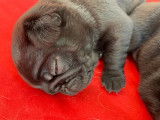 Jolis chiots Carlins noirs LOF à vendre