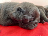 Jolis chiots Carlins noirs LOF à vendre