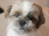 De race Shih Tzu disponible pour saillie