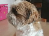 De race Shih Tzu disponible pour saillie