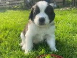 Chiots de race Saint-Bernard &agrave; vendre (2 femelles)
