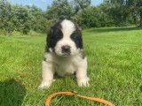 Chiots de race Saint-Bernard &agrave; vendre (2 femelles)