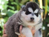 Magnifique portée de Husky Sbérien à vendre