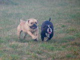 Superbes chiots bulldog continental, Contis LOF/FCI
