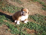 Femelle disponible