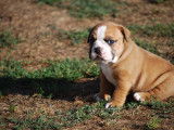 Superbes chiots bulldog continental, Contis LOF/FCI