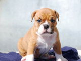 Superbes chiots bulldog continental, Contis LOF/FCI