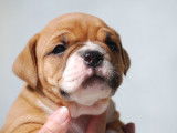 Superbes chiots bulldog continental, Contis LOF/FCI