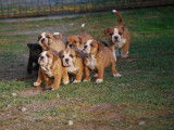 Superbes chiots bulldog continental, Contis LOF/FCI