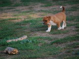 Superbes chiots bulldog continental, Contis LOF/FCI