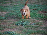 Superbes chiots bulldog continental, Contis LOF/FCI