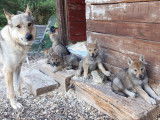 Chiots de race Chien Loup Tchécoslovaque à vendre (7 femelles & 2 mâles)