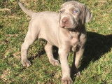 Chiots Braque de Weimar LOF à vendre