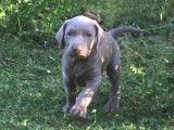 Chiots Braque de Weimar LOF à vendre