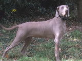 Chiots Braque de Weimar LOF à vendre