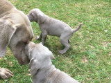 Chiots Braque de Weimar LOF à vendre