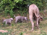 Chiots Braque de Weimar LOF à vendre