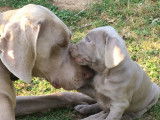 Chiots Braque de Weimar LOF à vendre