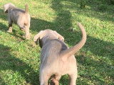 Chiots Braque de Weimar LOF à vendre