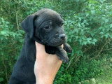 Un chiot Staffordshire Bull Terrier femelle noir LOF à adopter
