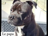Un chiot Staffordshire Bull Terrier femelle noir LOF à adopter