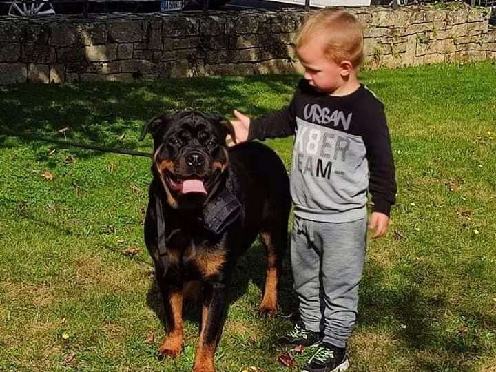 Une chienne Rottweiler tricolore de 1 an à placer dans une famille