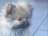 Un chiot Spitz Allemand mâle tricolore non LOF à vendre