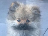 Un chiot Spitz Allemand mâle tricolore non LOF à vendre