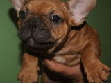 3 chiots type Bouledogue Français non LOF disponibles à l'achat