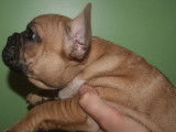 3 chiots type Bouledogue Français non LOF disponibles à l'achat