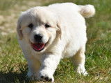 Mise en vente de 3 chiots mâles Golden Retrievers LOF