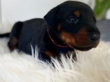 Adorable chiots Dobermann a réserver