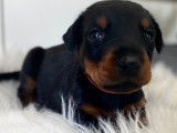 Adorable chiots Dobermann a réserver