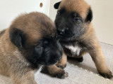 Disponibles à la réservation 5 chiots Malinois mâles LOF