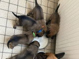 Disponibles à la réservation 5 chiots Malinois mâles LOF