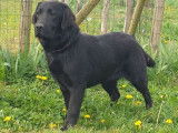 &Agrave; vendre 3 jeunes chiennes femelles Labradors LOF
