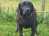 &Agrave; vendre 3 jeunes chiennes femelles Labradors LOF