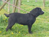 &Agrave; vendre 3 jeunes chiennes femelles Labradors LOF