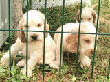 &Agrave; r&eacute;server 3 chiots m&acirc;les Cockers Anglais non LOF au pelage cr&egrave;me