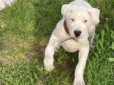 2 chiots femelles Dogues Argentins blanches LOF &agrave; r&eacute;server