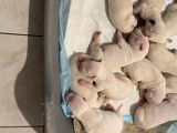 2 chiots femelles Dogues Argentins blanches LOF &agrave; r&eacute;server