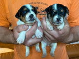 À réserver 4 chiots mâles Parson Russells LOF