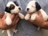 À réserver 4 chiots mâles Parson Russells LOF