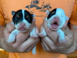 À réserver 4 chiots mâles Parson Russells LOF