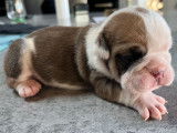 À réserver un chiot mâle Bouledogue Anglais LOF fauve panaché blanc