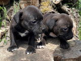 À réserver, 4 chiots Staffordshire Bull Terriers pan blanc LOF