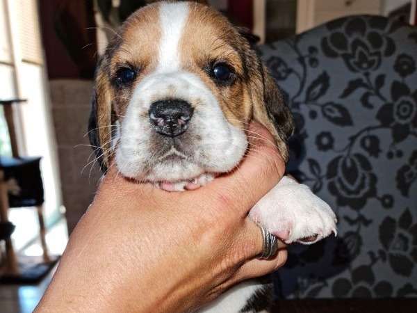 10 chiots Beagles à réserver non LOF tricolores de mai 2022