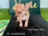 3 chiots Chihuahuas à vendre non LOF, 2 femelles, 1 mâle